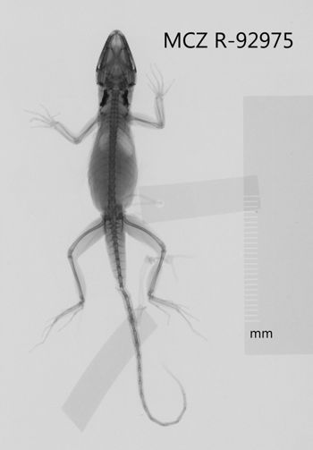 Media type: image;   Herpetology R-92975 Aspect: dorsoventral x-ray